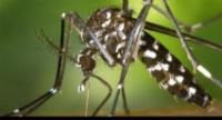 Dengue Cases Rise To 46,037
